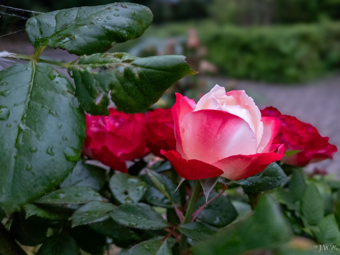 Rote Rose